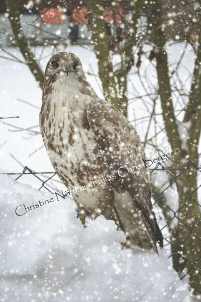 Mäusebussard im Schnee II