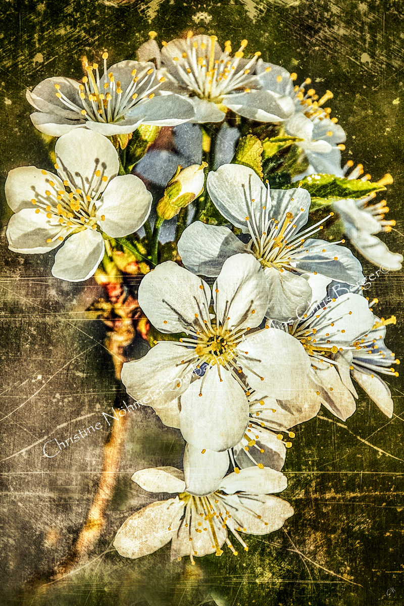 Aus dem Obstgarten - Birnenblüte