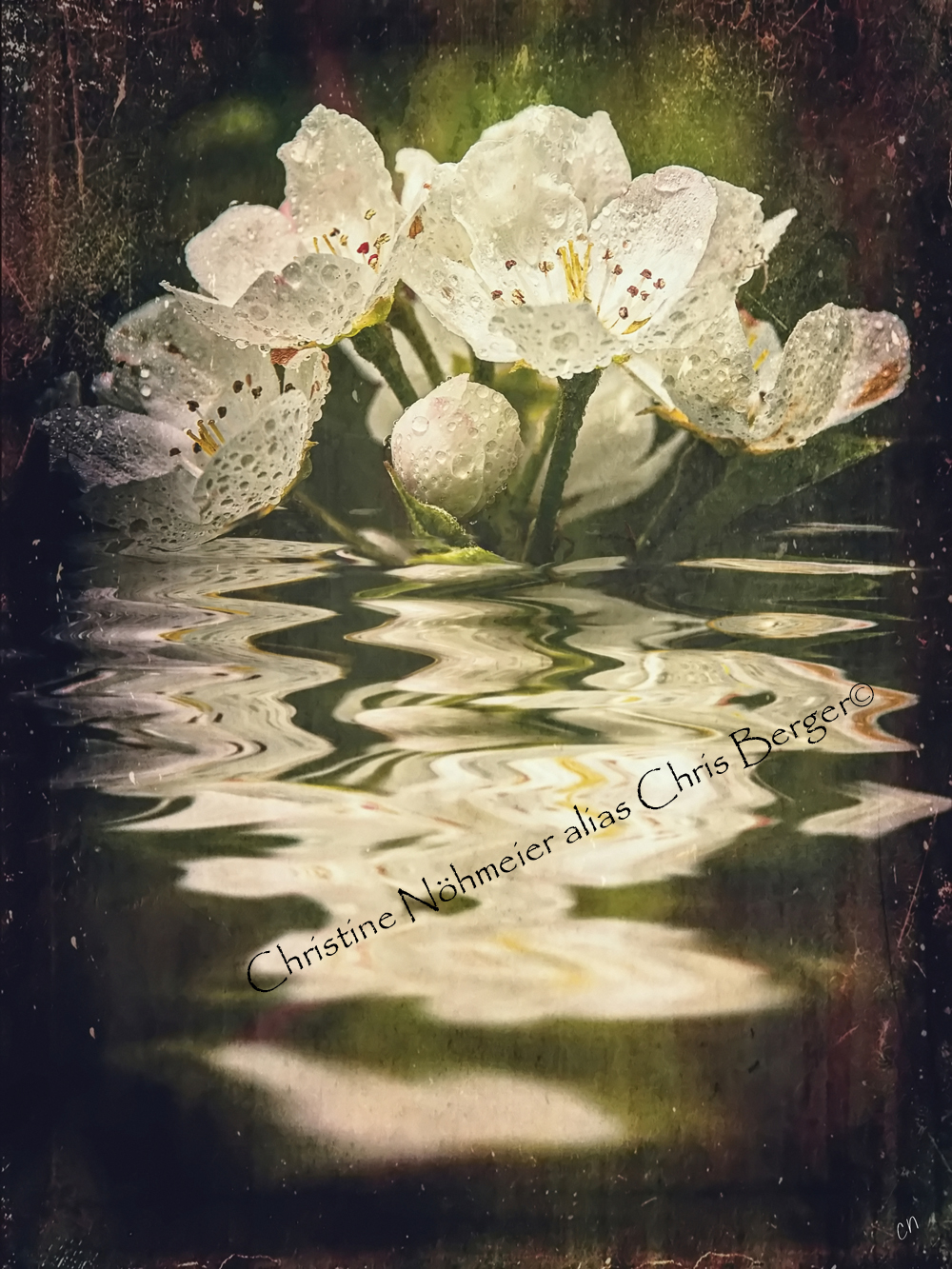 Nach dem Regen - Birnenblüte