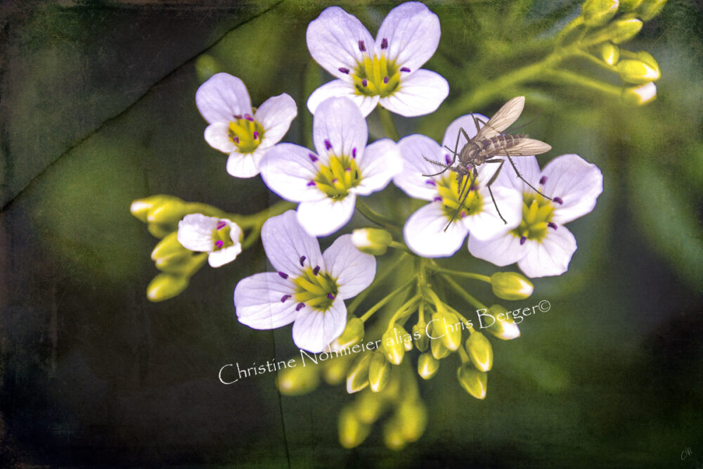 Aus dem Kräutergarten - Brunnenkresse mit Mücke