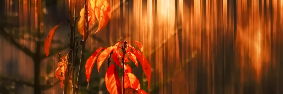 Herbstfeuer, 2017
